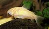 Alb Pește Aeneus Corydoras fotografie