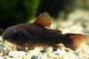 Black Fish Corydoras aeneus photo