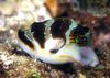 Crown Toby (Crowned Puffer fish)