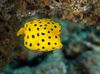 Jaune Cubicus Boxfish