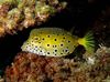 kutija riba Cubicus Boxfish