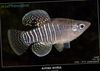 Striped  Diamond Killifish photo