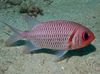 Doubletooth Soldierfish