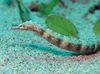seahorses, pipefish Dragonface Pipefish