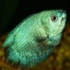 მწვანე თევზი ჯუჯა Gourami ფოტო