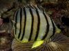 Eight banded butterfly fish