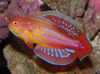 Filamented Flasher-Wrasse