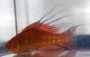 rød  Filamented Flasher-Leppefisk bilde