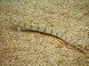 Filamented Sand Eel Diver (Spotted Sand Diver)