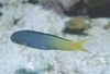 Forktail Blenny, Yellowtail Fangblenny