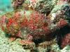 Freckled frogfish