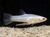 Silver Fisk Girardinus foto