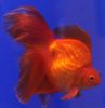 Red  Goldfish photo