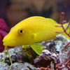 Goldsaddle goatfish (Yellow goatfish)
