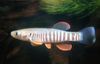 Pup Fisk Gulf-Killifish