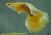 Yellow Fish Guppy photo