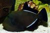 okidač riba Havajski Crna Triggerfish