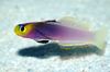 purpurne Kala Helfrich Firefish foto