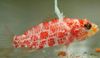taškuotas Žuvis Highfin Perchlet nuotrauka