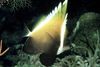 Humphead bannerfish