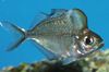 perches Humphead Glassfish