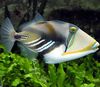 okidač riba Humu Picasso Triggerfish