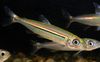 stripete Fisk Iguanodectes Adujai bilde