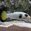 Kugelfische Immaculatus Puffer