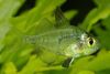 Transparent Indian Glass Fish