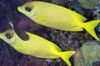 Foxface Indonesian coral rabbitfish