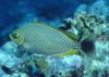 Java Rabbitfish, Çizgili Spinefoot