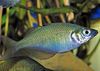 Lake Wanam rainbowfish,