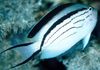 Lamarcks Angelfish