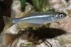 Bleu Clair poisson Lamprichthys Tanganicanus photo