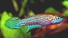 Плямистий Риба Лептолебіас фото