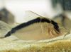 Long nosed Arched Cory, Purus Cory, Narcisso Cory