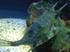 Spotted  Longhorn Cowfish photo