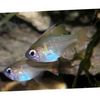 Cardinalfish Longspine Cardinalfish