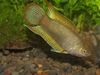 Bettas, Gouramis Macropodus Chinensis