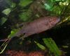 bettas, gouramis Macropodus Concolor