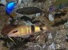 Goatfish Parupeneus Multifasciatus