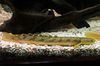 bichir Mermer Bichir