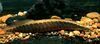 çizgili Balık Mastacembelus Circumcinctus fotoğraf