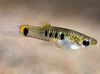 levende bærende fisk (guppy, molly, platy, sverd hale) Micropoecilia