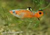Motley Fish Micropoecilia photo