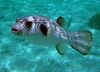 Narrow-Lined Puffer