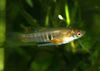Motley Fish Neoheterandria photo