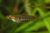 live-bearing ribe (guppy, molly, platy i swordtail) Neoheterandria