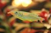 Сріблястий Риба Напіврил Червоно-Чорний фото