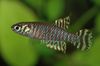 stripete Fisk Notholebias bilde
